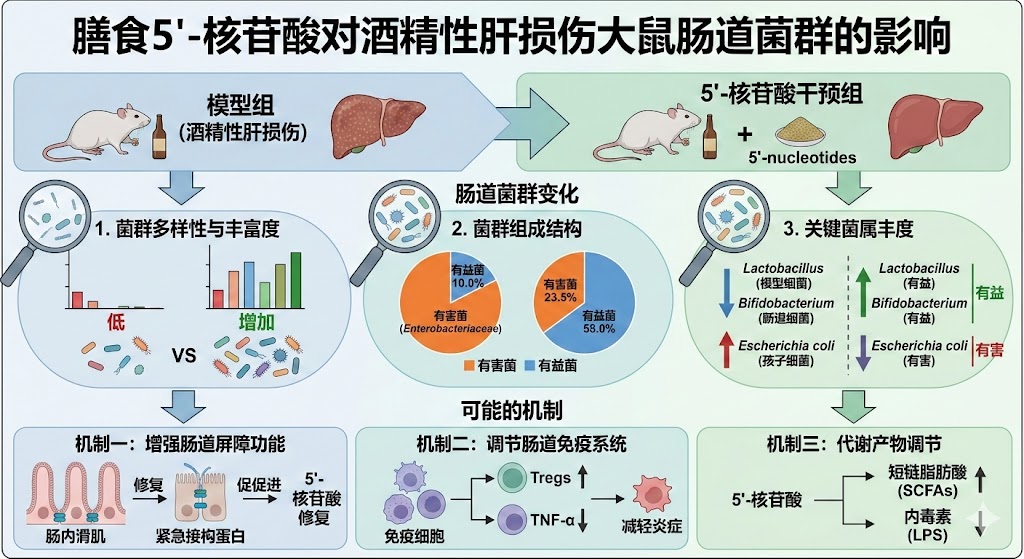 膳食5'-核苷酸对酒精性肝损伤大鼠肠道菌群的影响.jpg
